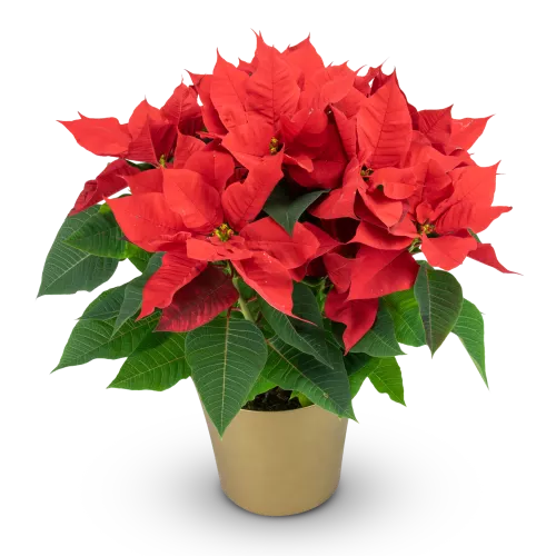 Poinsettia